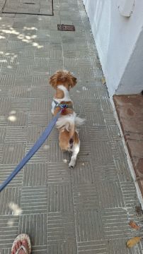 Hotel para Cães