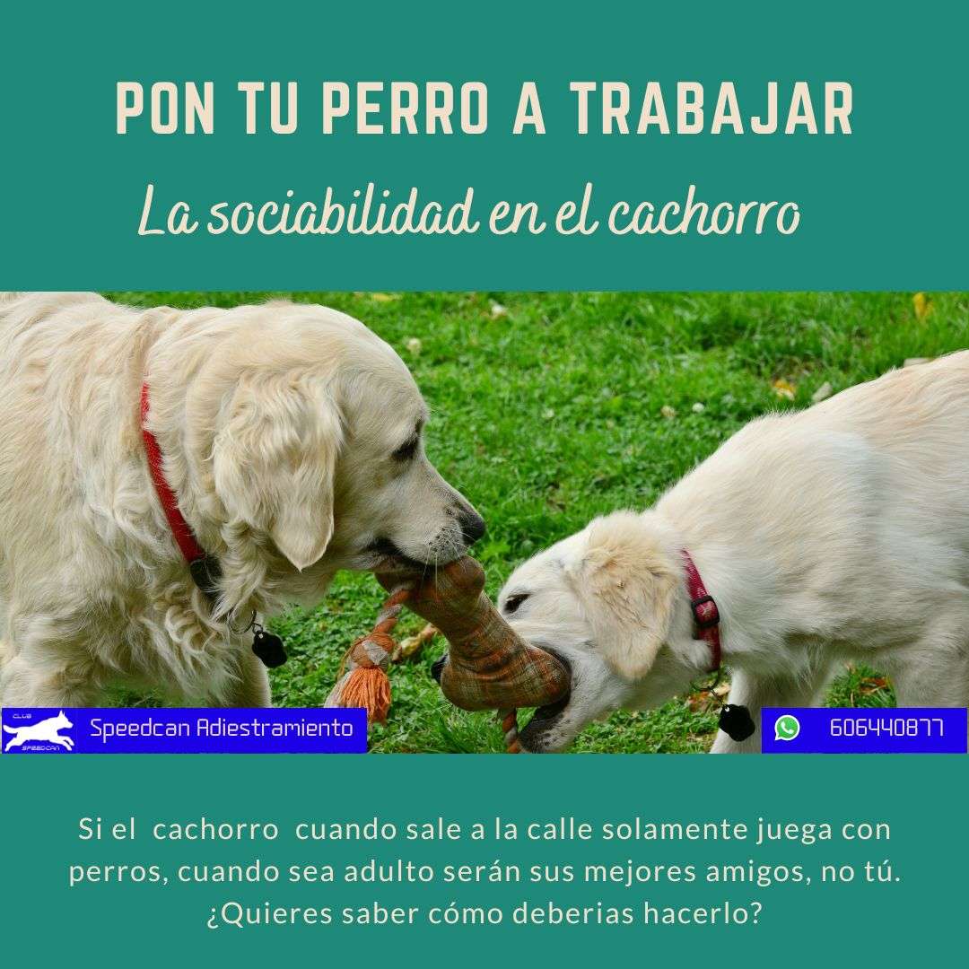 Speedcan Adiestramiento - Torrelles de Llobregat - Adiestramiento de perros - Clases privadas