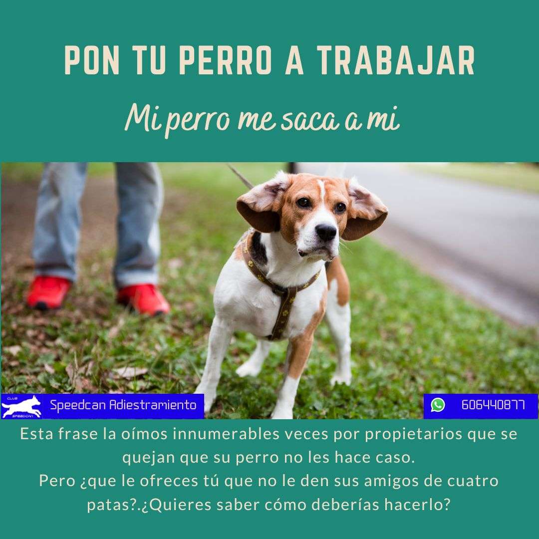 Speedcan Adiestramiento - Torrelles de Llobregat - Adiestramiento de perros