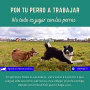 Speedcan Adiestramiento - Torrelles de Llobregat - Adiestramiento de perros