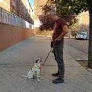 Luis - Madrid - Adiestramiento de perros