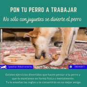 Speedcan Adiestramiento - Torrelles de Llobregat - Adiestramiento de perros - Clases privadas