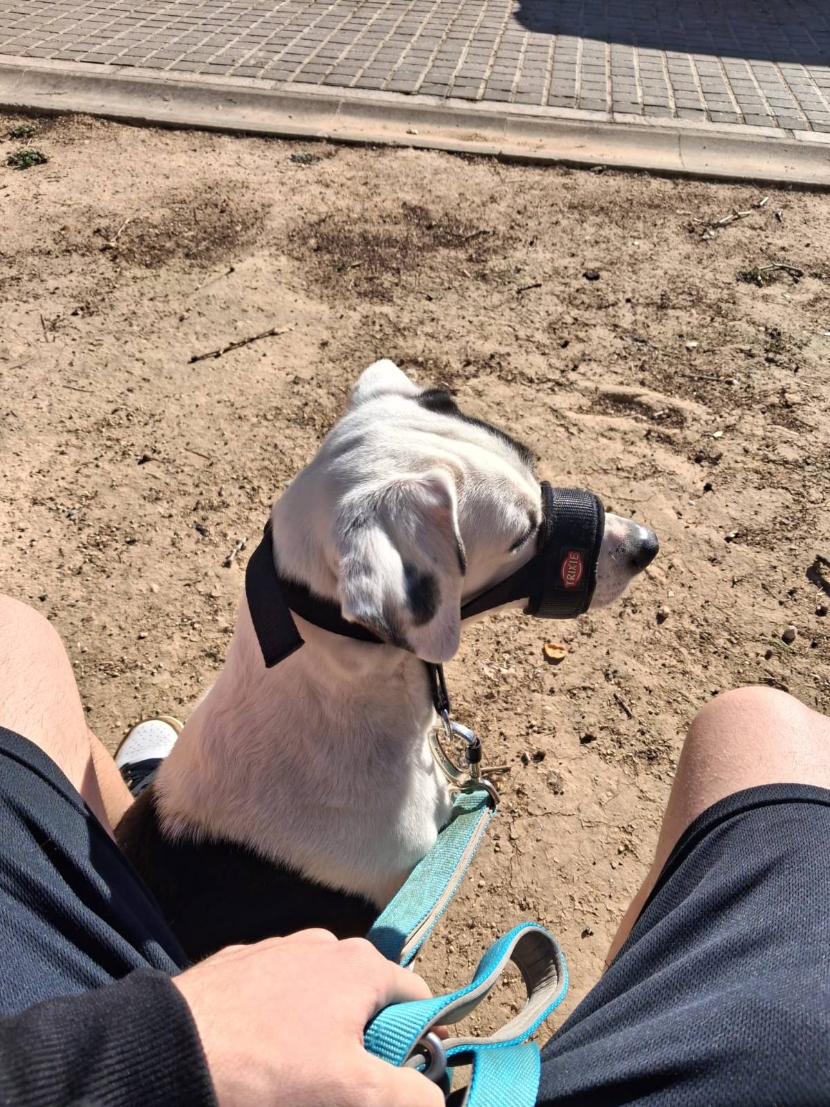 Marcel - Valencia - Paseador de perros
