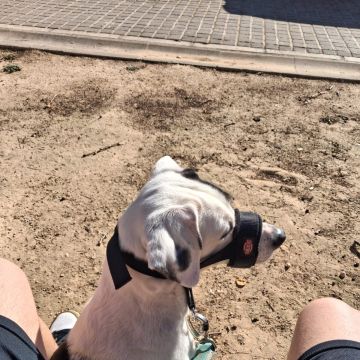 Marcel - Valencia - Paseador de perros
