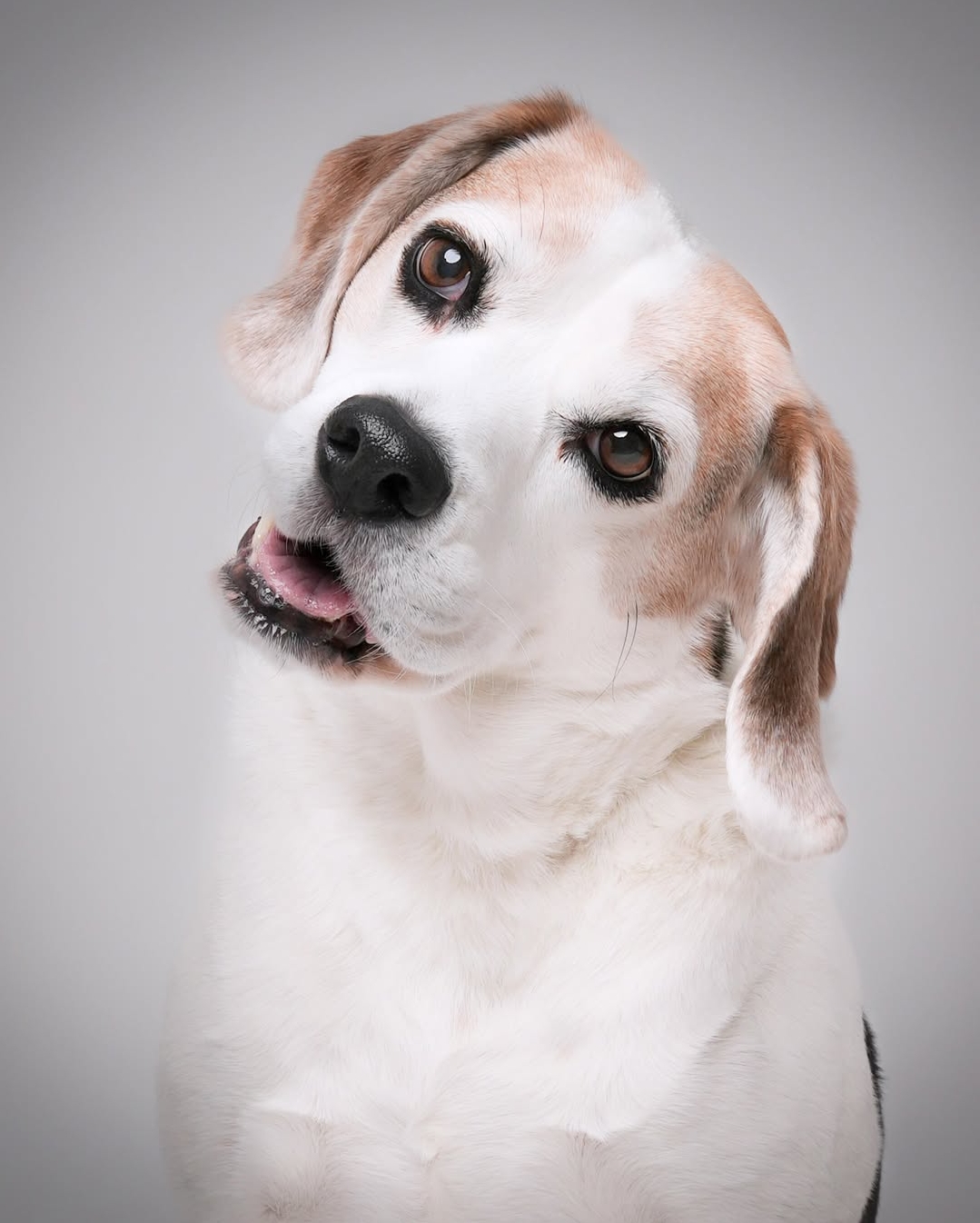 Biixerofoto - Madrid - Fotografía de mascotas