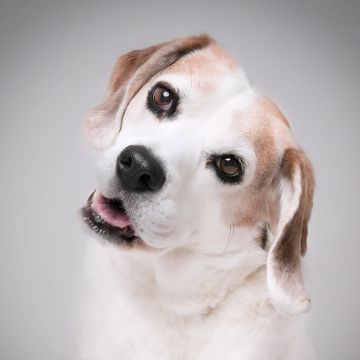 Biixerofoto - Madrid - Fotografía de mascotas