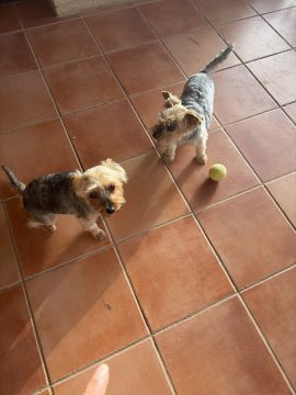 Hospedaje de perros
