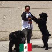 Club Canino Jason - Melilla - Adiestramiento de perros - Clases privadas