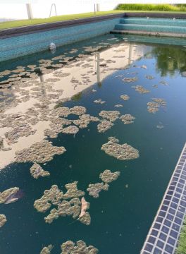 Pool Cleaner