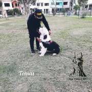 Dog Family - L'Hospitalet de Llobregat - Paseador de perros