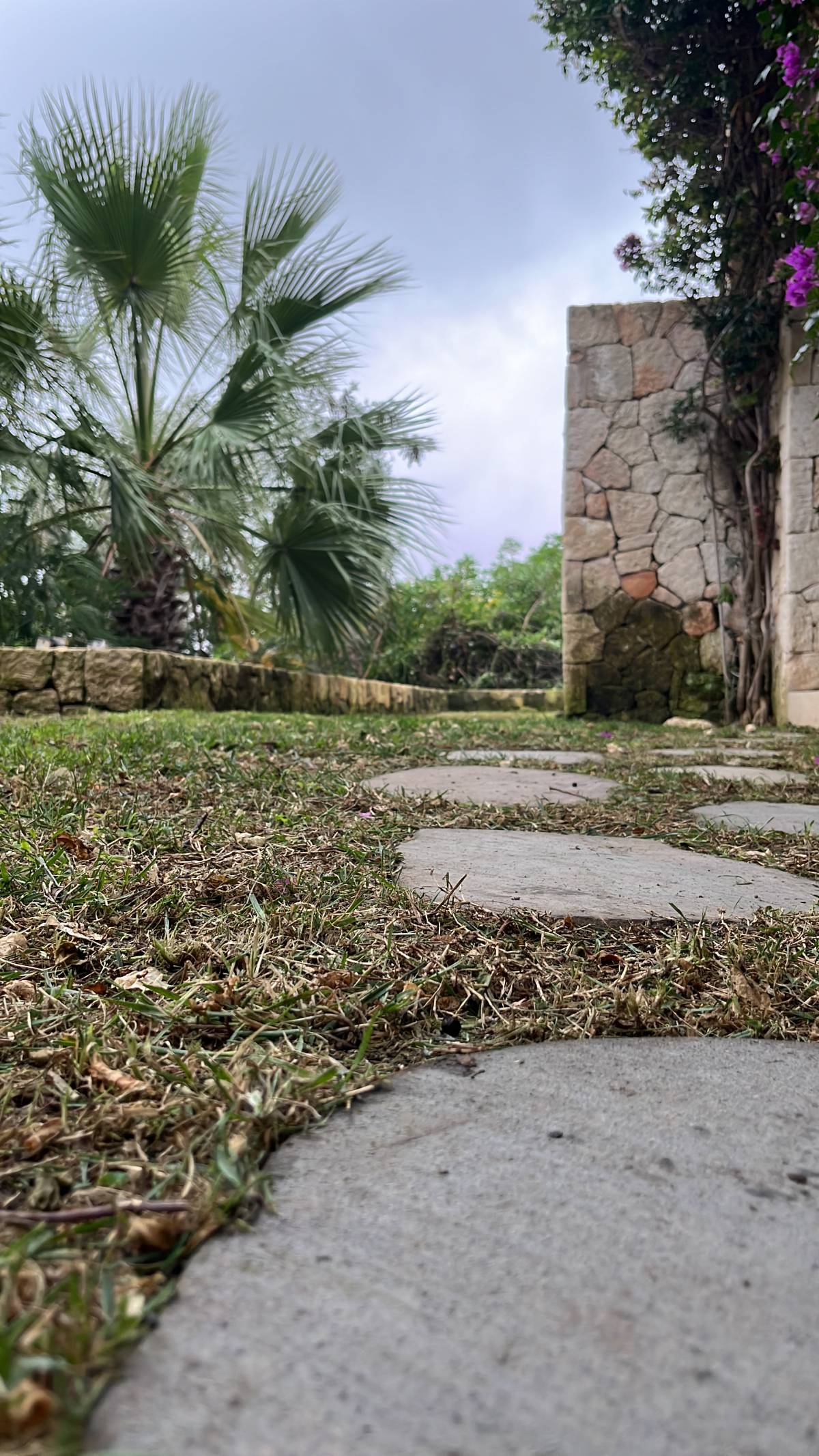 Ji Multiservicios - Eivissa - Semeadura