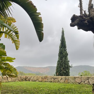 Ji Multiservicios - Eivissa - Poda e Manutenção de Árvores