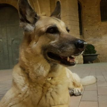 ALBERT Shaggy Love - Mataró - Adiestramiento de perros - Clases privadas