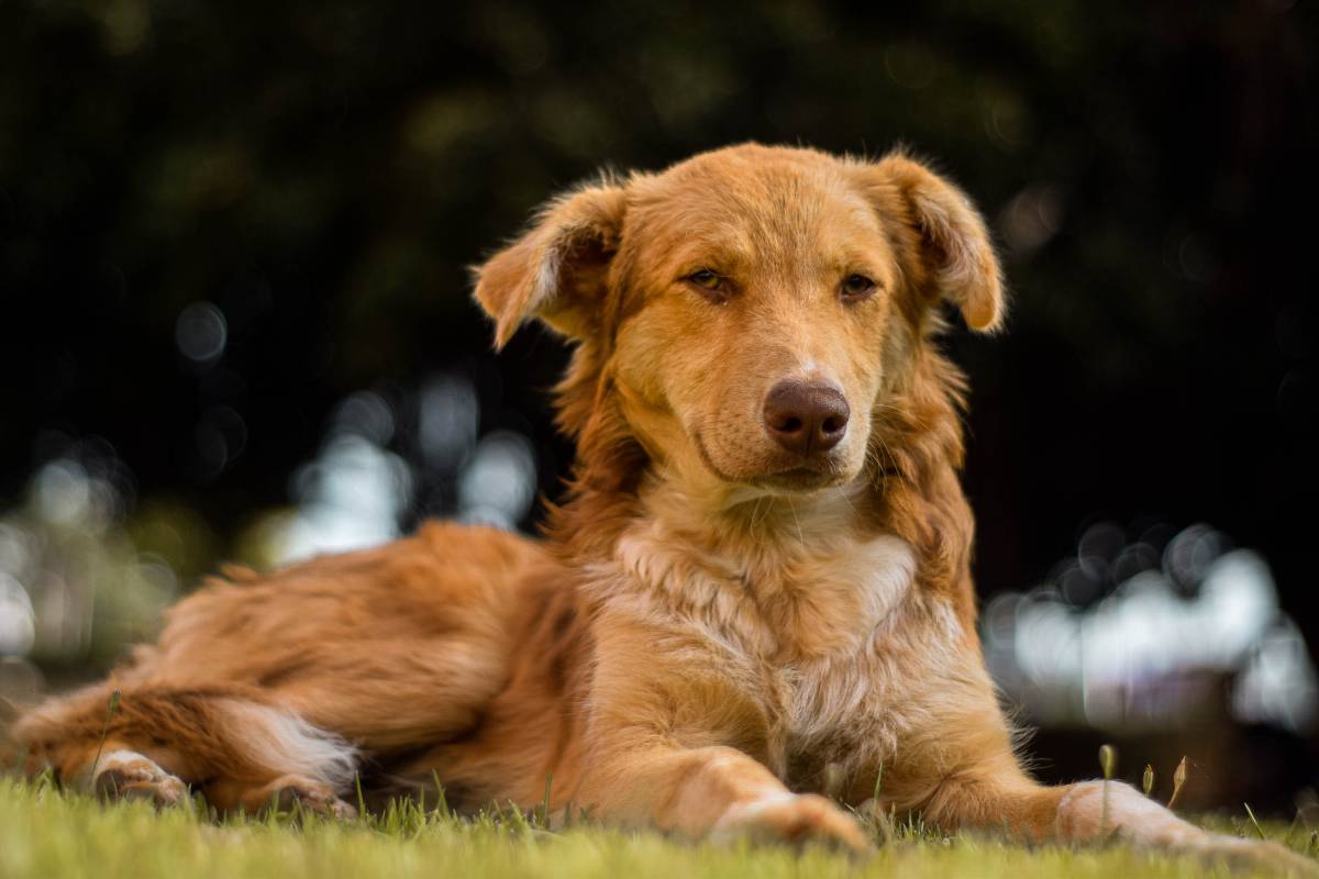 Elmomento - Guadalcanal - Pet Photography