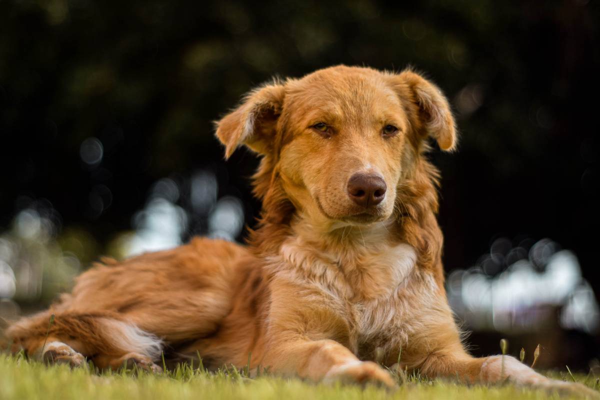 Elmomento - Guadalcanal - Fotografía de mascotas