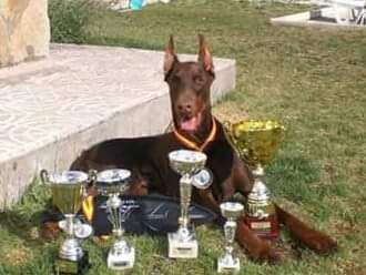 Escuela canina Cancan - Móstoles - Entrenamiento de animales y modificación de la conducta (no caninos)