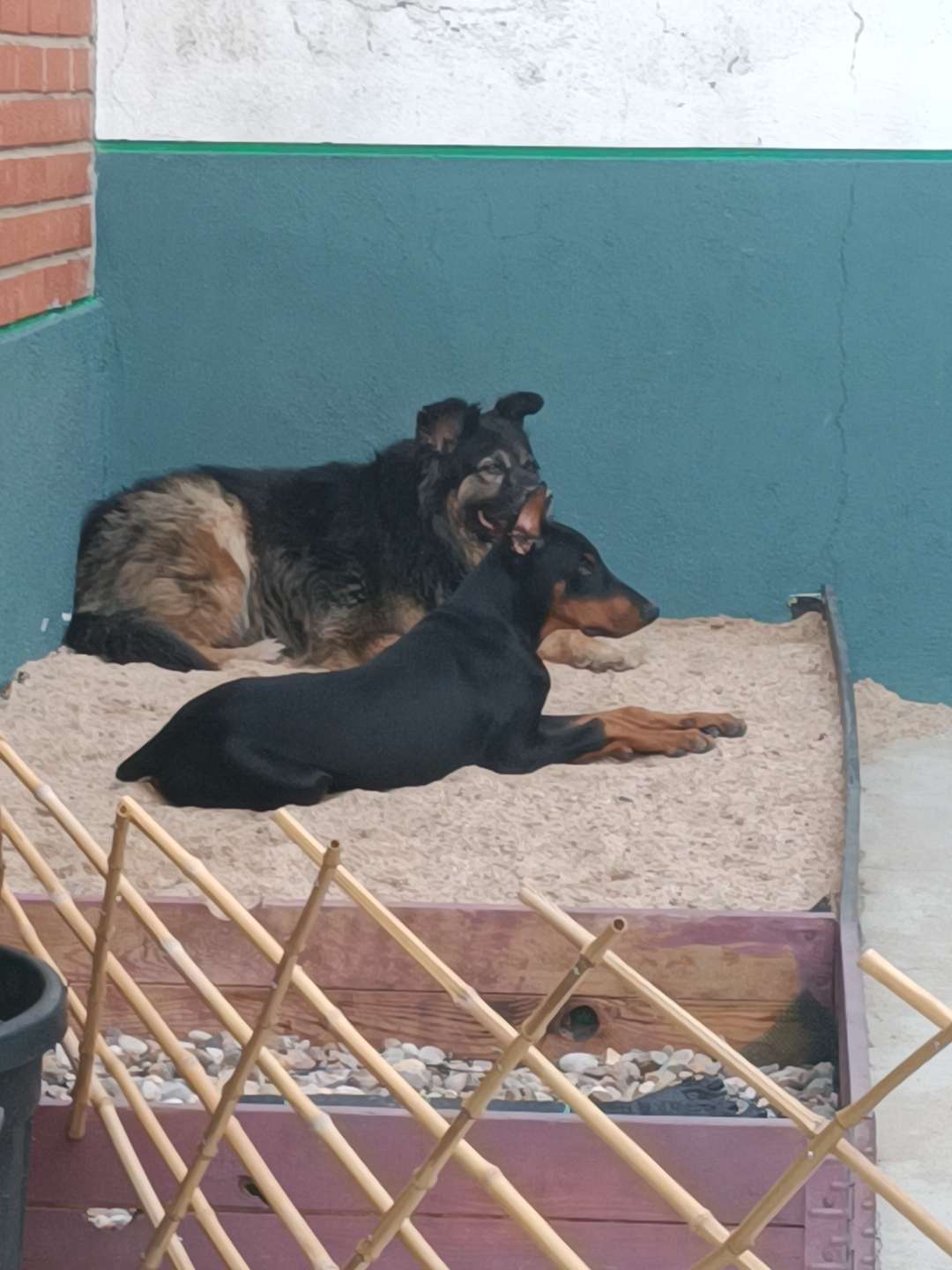 David - La Mata - Adiestramiento de perros - Clases privadas