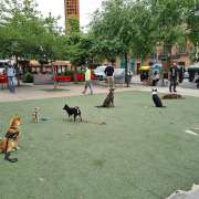 Escuela canina Cancan - Móstoles - Modificación del comportamiento animal