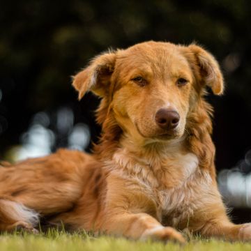 Elmomento - Guadalcanal - Pet Photography