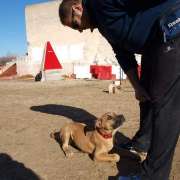 Escuela canina Esgota - Móstoles - Adiestramiento de perros - Clases privadas