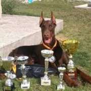 Escuela canina Cancan - Móstoles - Entrenamiento de animales y modificación de la conducta (no caninos)