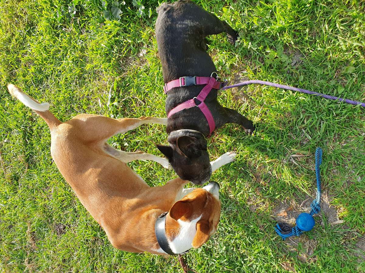 Bea_adiestradoracanina. - Gandia - Adiestramiento de perros - Clases privadas