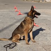 Ismael - Sevilla - Adiestramiento de perros - Clases privadas