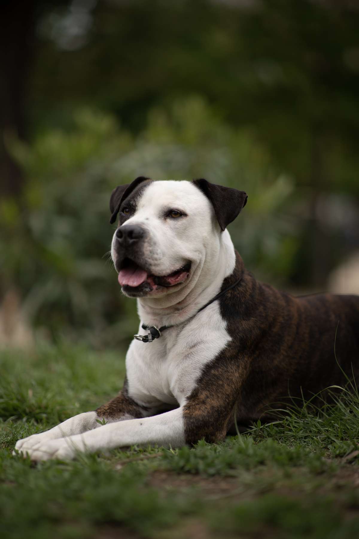 Tarek - Barcelona - Adiestramiento de perros - Clases privadas