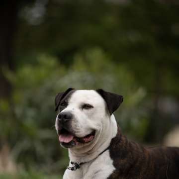 Tarek - Barcelona - Adiestramiento de perros - Clases privadas