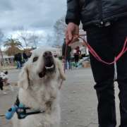 Educadora Canina y Paseos Personalizados - L'Hospitalet de Llobregat - Adiestramiento de perros - Clases privadas