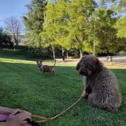 Fiorella - Miraflores de la Sierra - Cuidar tus mascotas