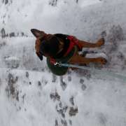 Almadecan - Campo Real - Cuidar tus perros