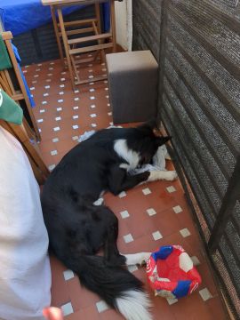 Dog Hotel