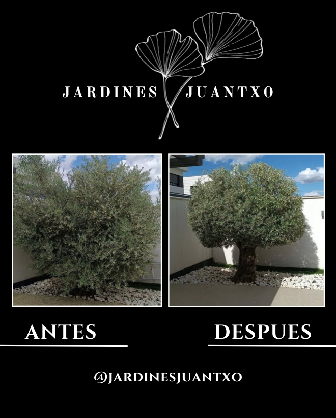 Jardines Juantxo - Torrejón de Ardoz - Jardinería