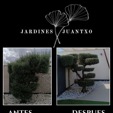 Jardines Juantxo - Torrejón de Ardoz - Trituración y eliminación de tocones