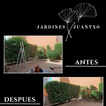 Jardines Juantxo - Torrejón de Ardoz - Plantación de árboles