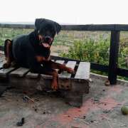 Educador canino Montxo - Picassent - Modificación del comportamiento animal