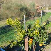 MantenServi - Ourense - Poda y mantenimiento de árboles