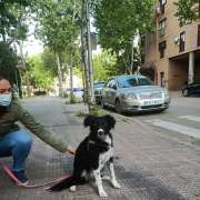 Topeguau - Valdemoro - Adiestramiento de perros - Clases privadas