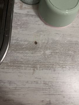 Countertop Repair or Maintenance