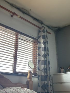 Inspección y eliminación de moho