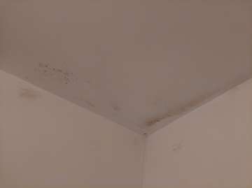 Mold Inspection and Removal