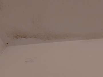 Mold Removal Expert