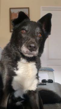 Hospedaje de perros