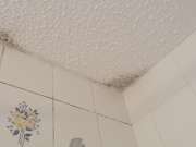 Mold Inspection and Removal - Cleaning