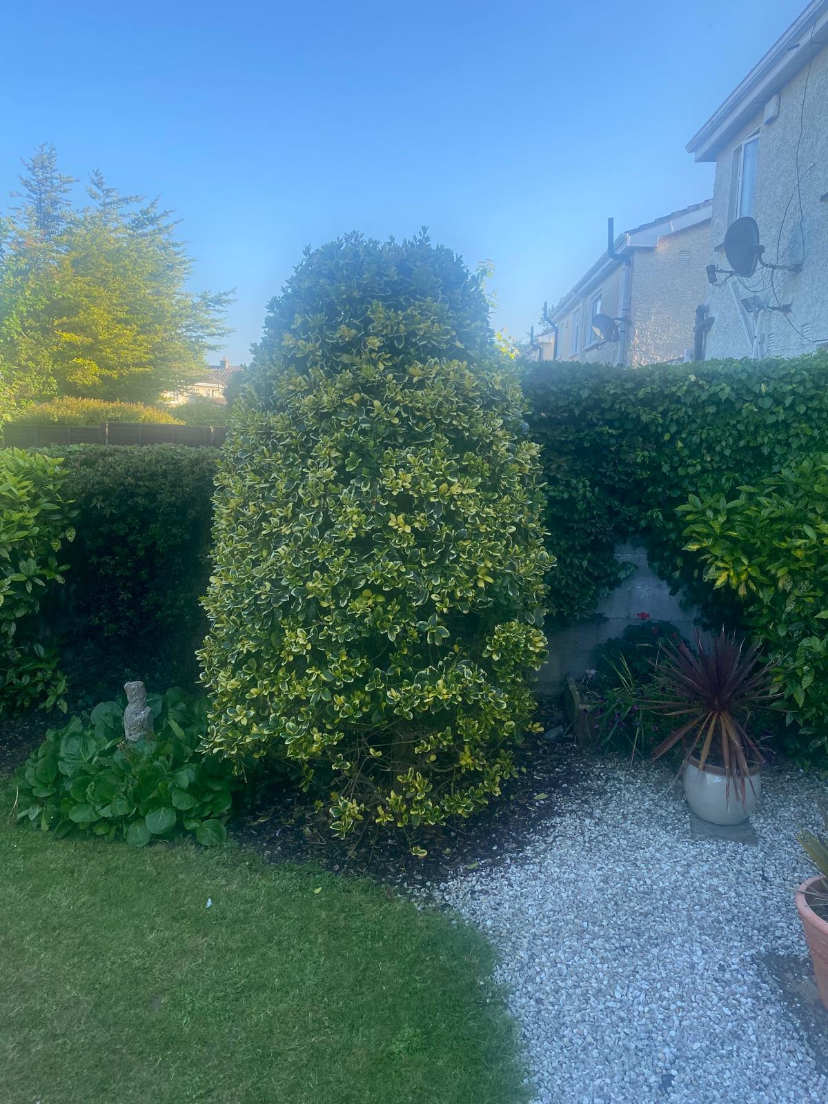 5 star tree care and gardening - Dublin - Baumpflege