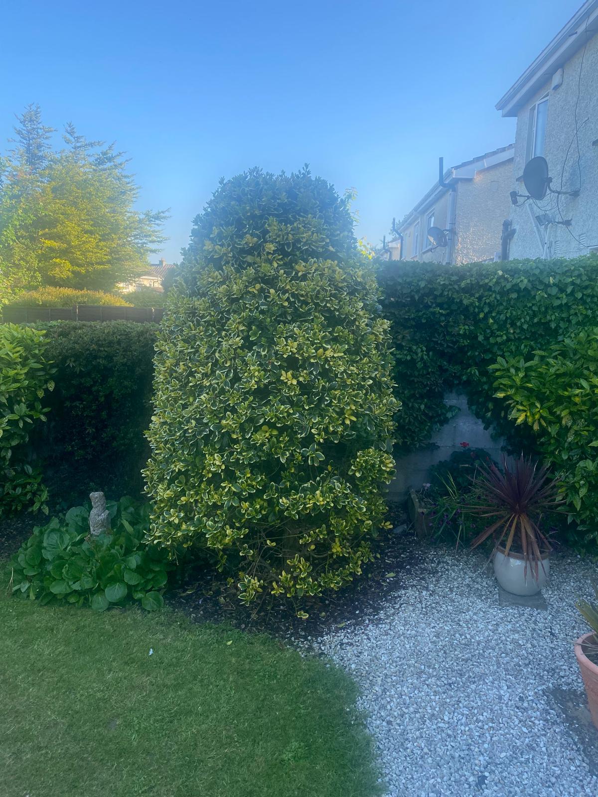 5 star tree care and gardening - Dublin - Tree Trimming and Maintenance