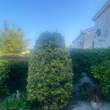 5 star tree care and gardening - Dublin - Baumpflege