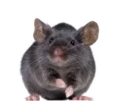 Biopest - Kerry - Eliminación de animales y roedores