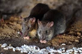 Biopest - Kerry - Aplicación de pesticidas en exteriores